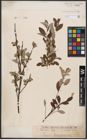 Foto von Salix aurita L. x Salix repens L.